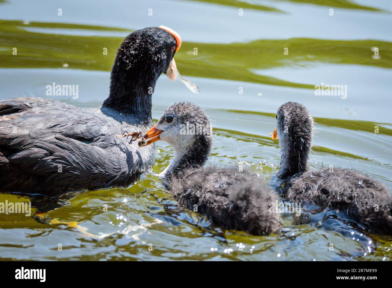 Duckling Insects Duck eating insect hi-res stock photography and images - Alamy