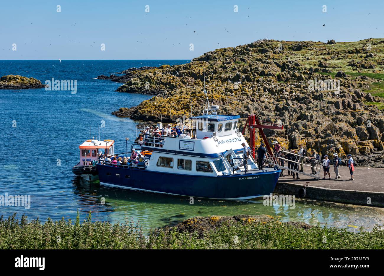 Firth of Forth, Scotland, UK, 16th June 2023. UK Weather: warm sunny day on seabird islands: bird life is teeming on the Isle of May nature reserve. Pictured: Visitors from Anstruther depart after an excursion to the Isle of May. Credit: Sally Anderson/Alamy Live News Stock Photo