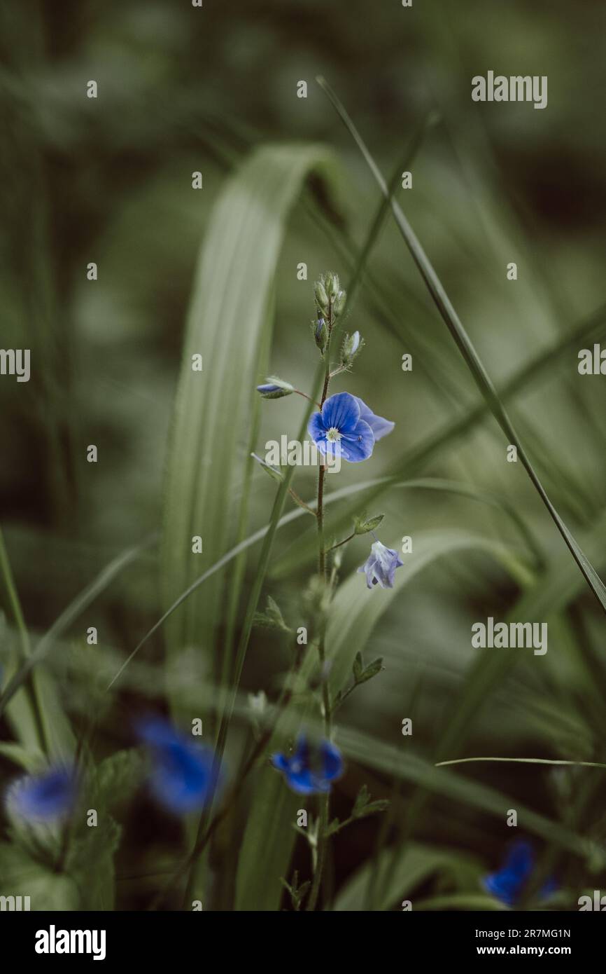 In a sea of green, a petite blue flower emerges, its delicate petals ...