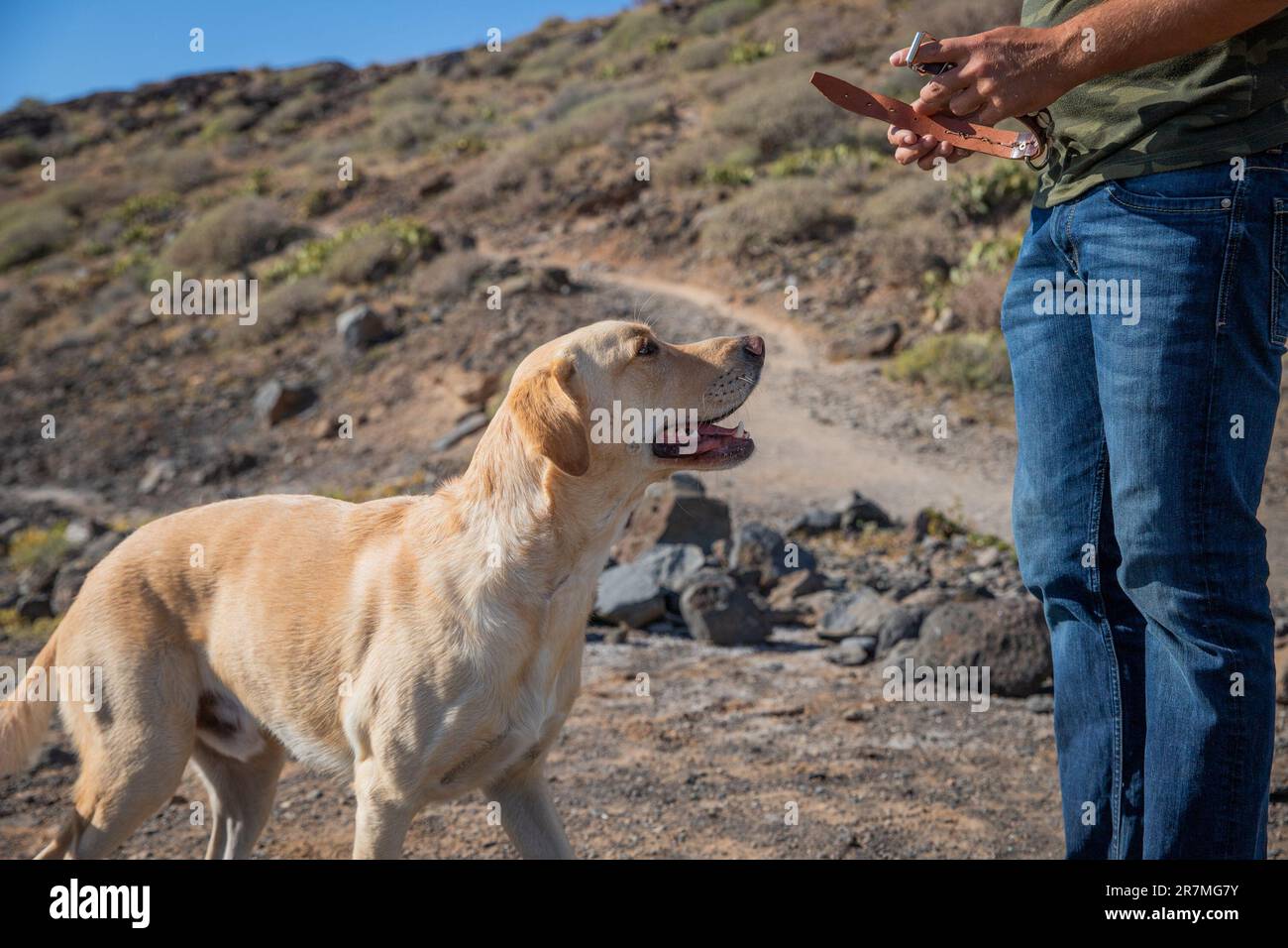 A canine trainer is about to put the collar on a dog he is training