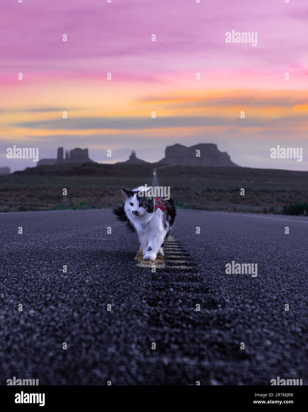 Beautiful cat walking along the road to Monument Valley in Arizona & Utah border during summer time with pink, orange sunset views in landscape Stock Photo