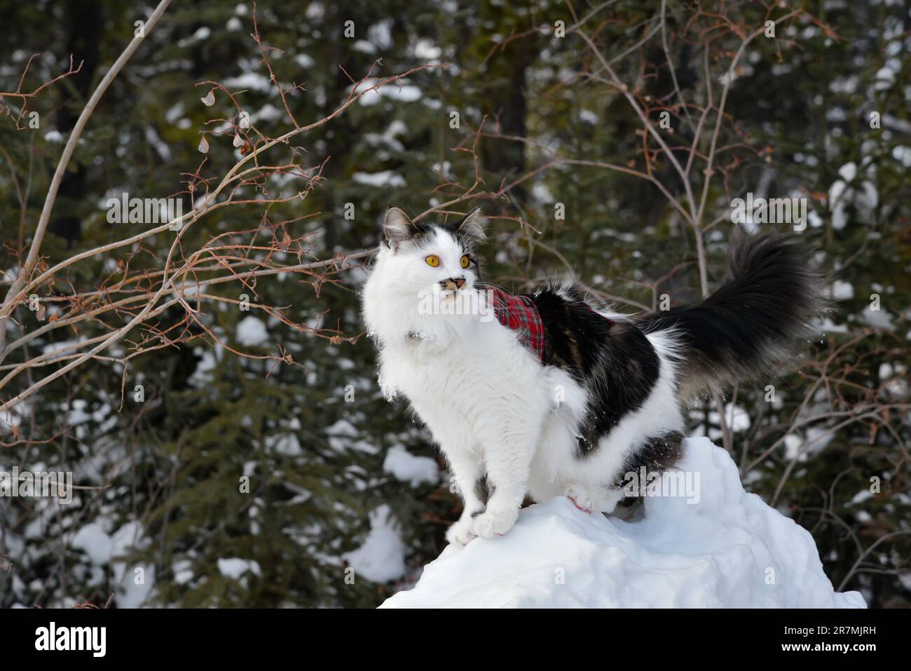 Elegant pet cat on a leash with a vest on in the winter snow. White & black cat with bright orange, intense eyes curious & exploring. Stock Photo