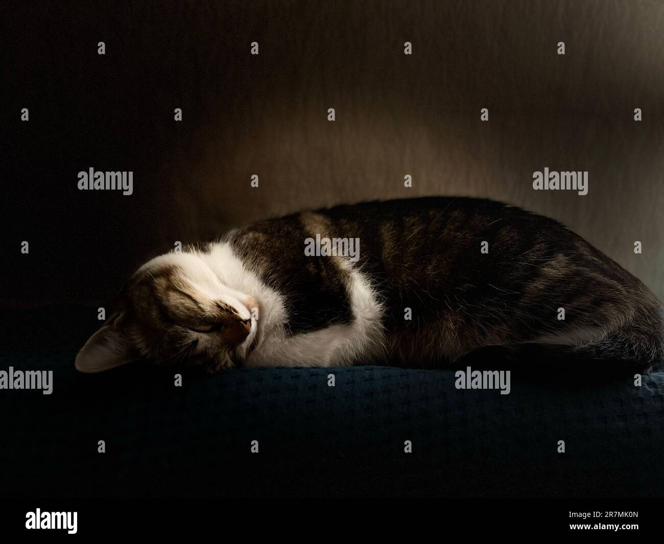 An adorable fluffy tabby cat sleeping under light from a window Stock ...