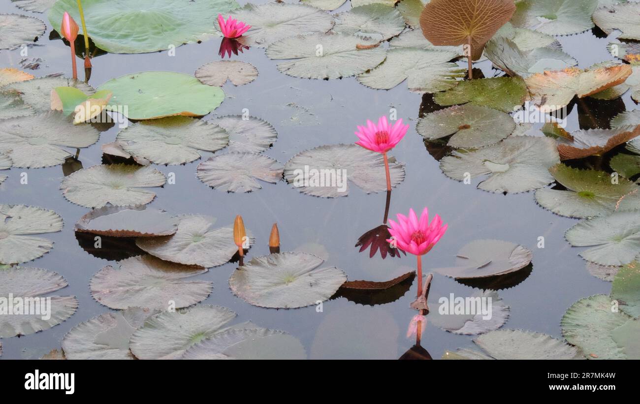 WaterLily Horse Brush 14 x 7cm