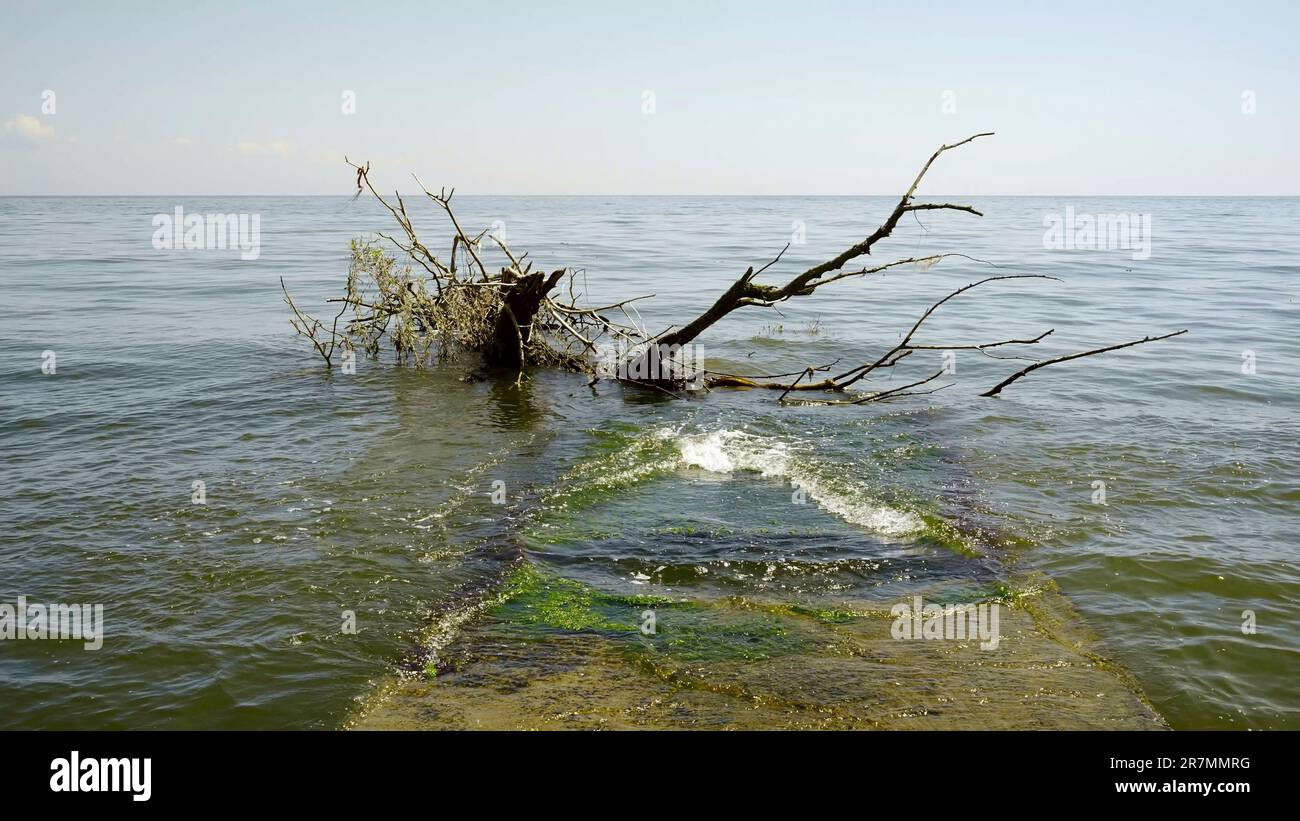 Odessa, Ukraine. 16th June, 2023. Trees with floating debris has