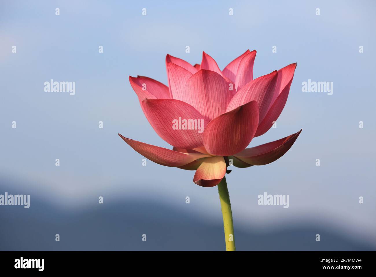 Lotus flower with blue sky background,beautiful pink lotus flower