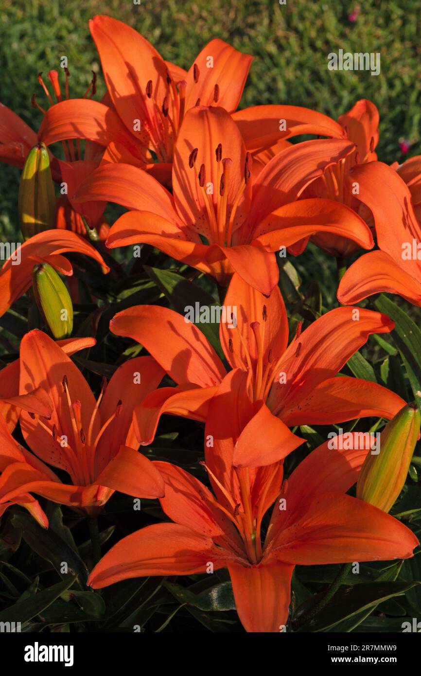 Dwarf orange Asiatic Lily, Stock Photo