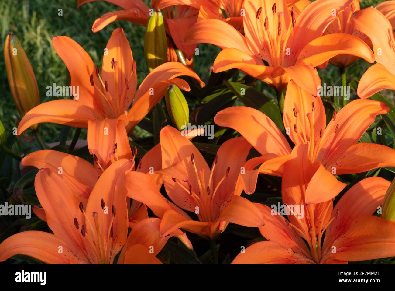 Dwarf orange Asiatic Lily, Stock Photo