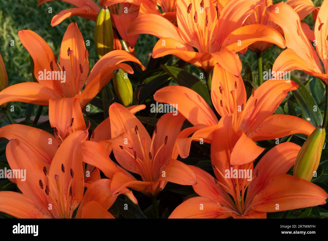 Dwarf orange Asiatic Lily Stock Photo Alamy