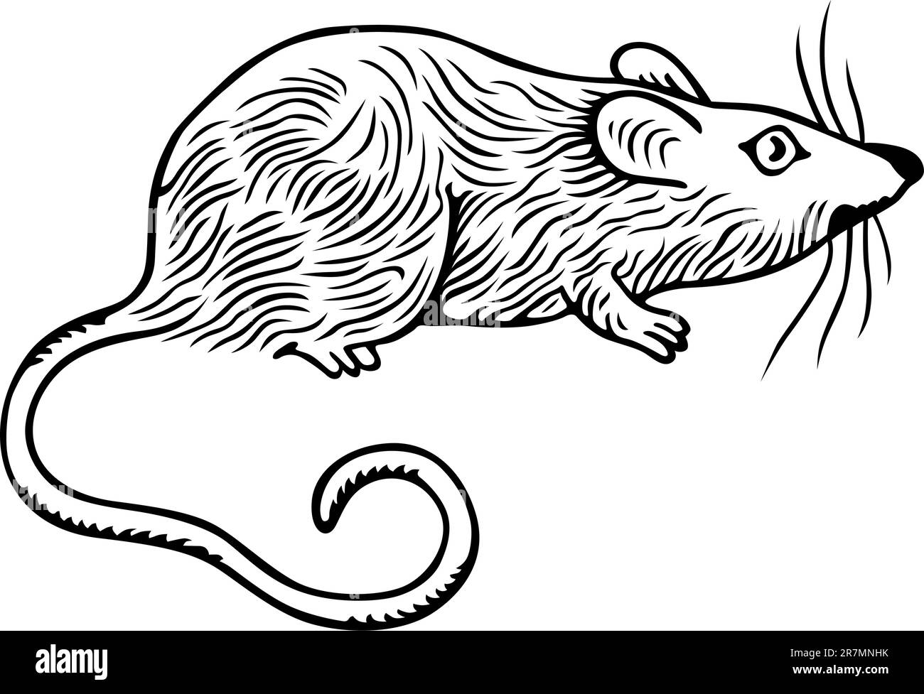 Lab Mouse Drawing at Diana Massey blog