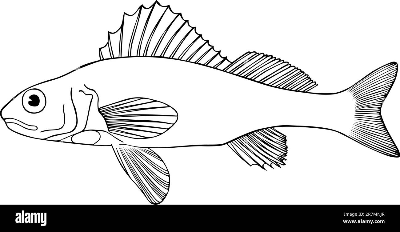 Fish on white Stock Vector