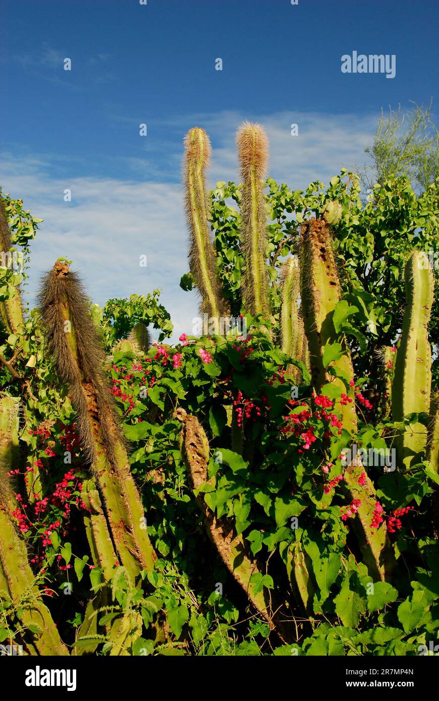 Desert plant baja mexico hi-res stock photography and images - Alamy