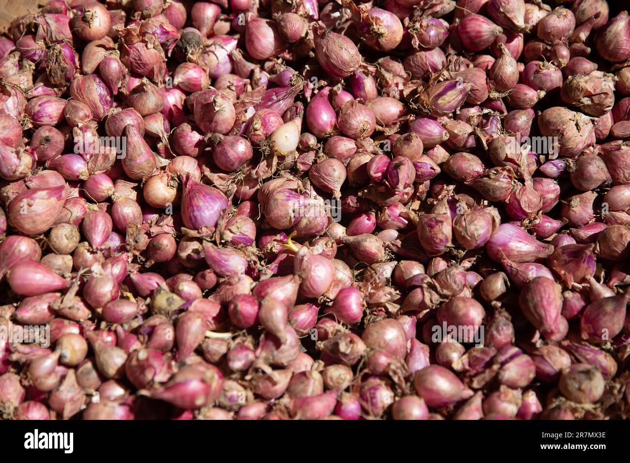 Bunch of shallots 27928331 PNG