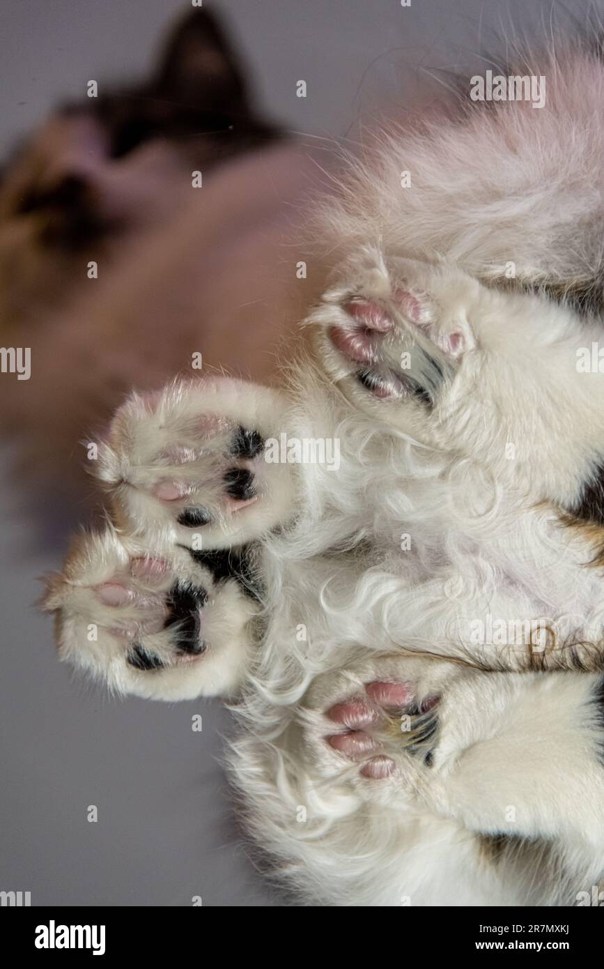 Fluffy white cat below with pink toes showing between fluff. Full foot in shot with cool view perspective of feline. Stock Photo
