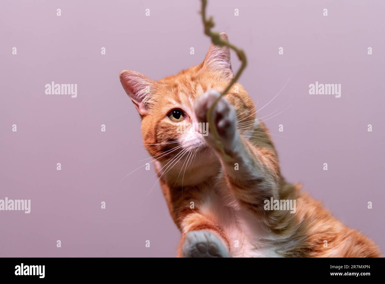 A cute, adorable ginger tabby cat licking glass from underneath above photographer, camera. Pink background, toe beans, pink toes, face and whiskers. Stock Photo