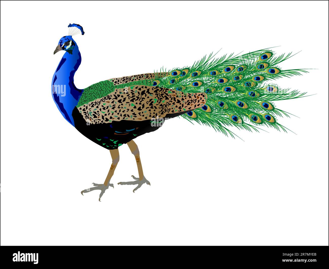 Peacock with beautiful feathers Stock Vector