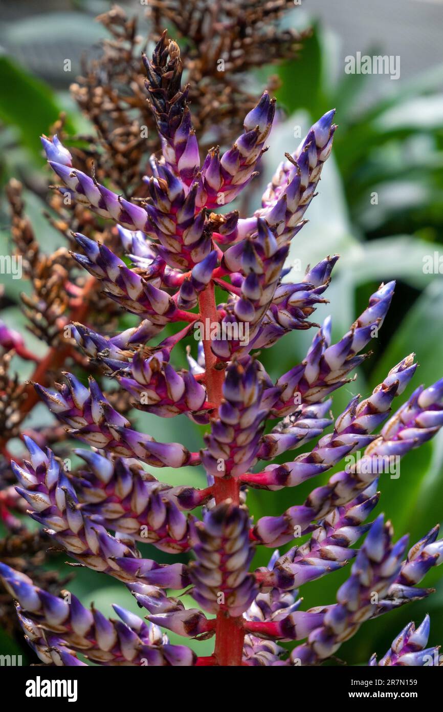 A closeup shot of vibrant Aechmea azurea. Stock Photo