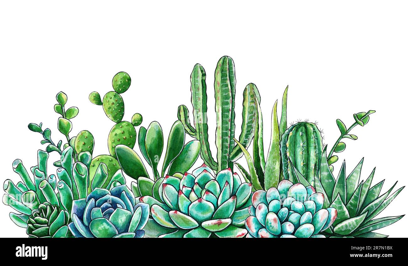 Bright composition of cacti and succulents. Watercolor hand drawn  illustration of succulents. It can be used for wedding cards and  invitations, mother Stock Photo - Alamy