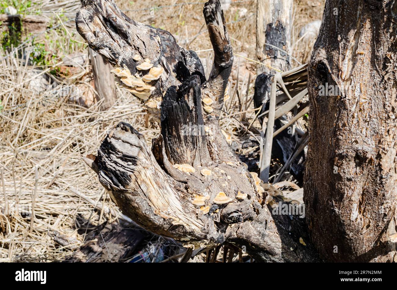 Old Dead Tree With Ganoderma Applanatum Mushroom Stock Photo