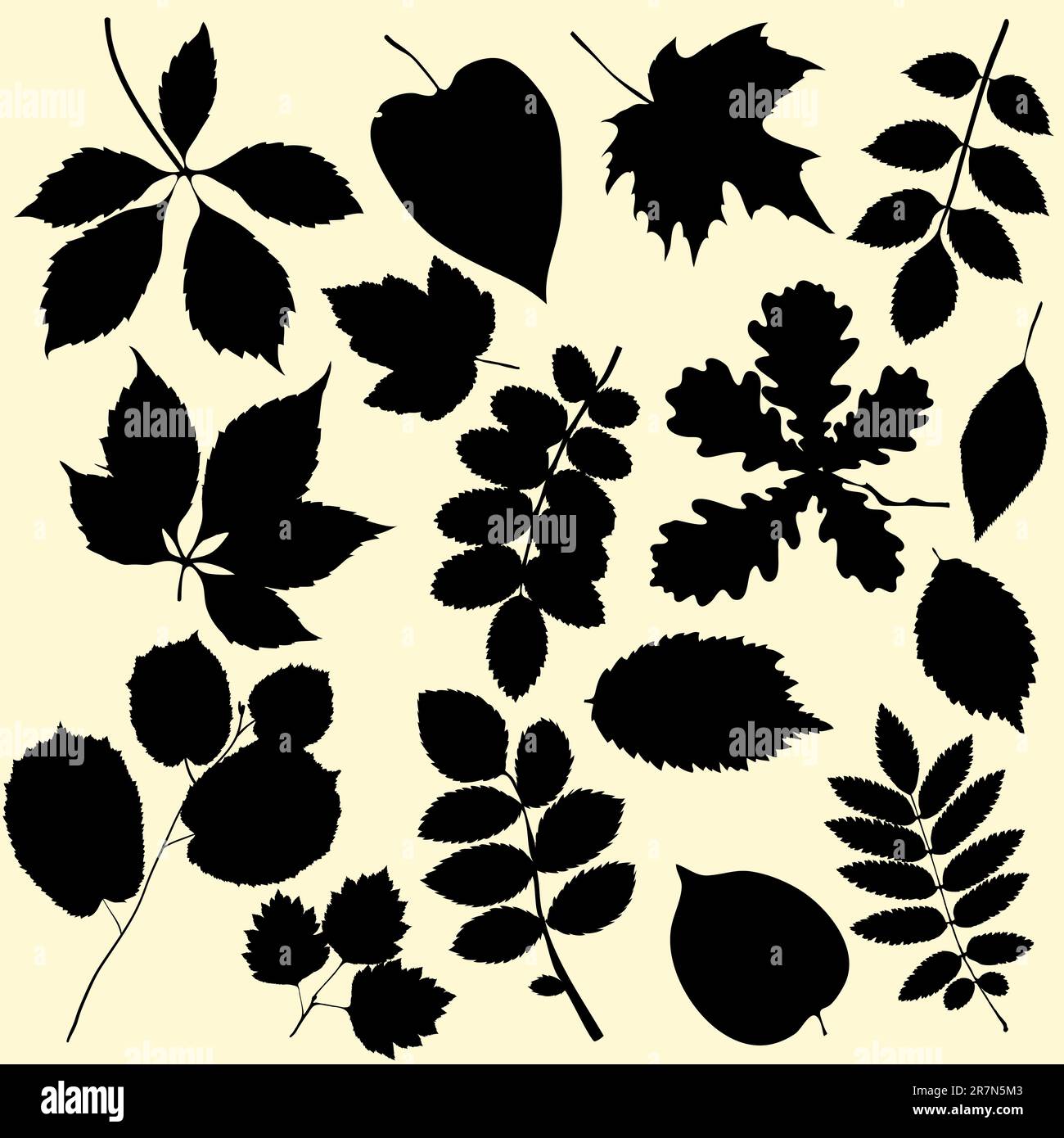 Close up green oak leaves Stock Vector Images - Alamy