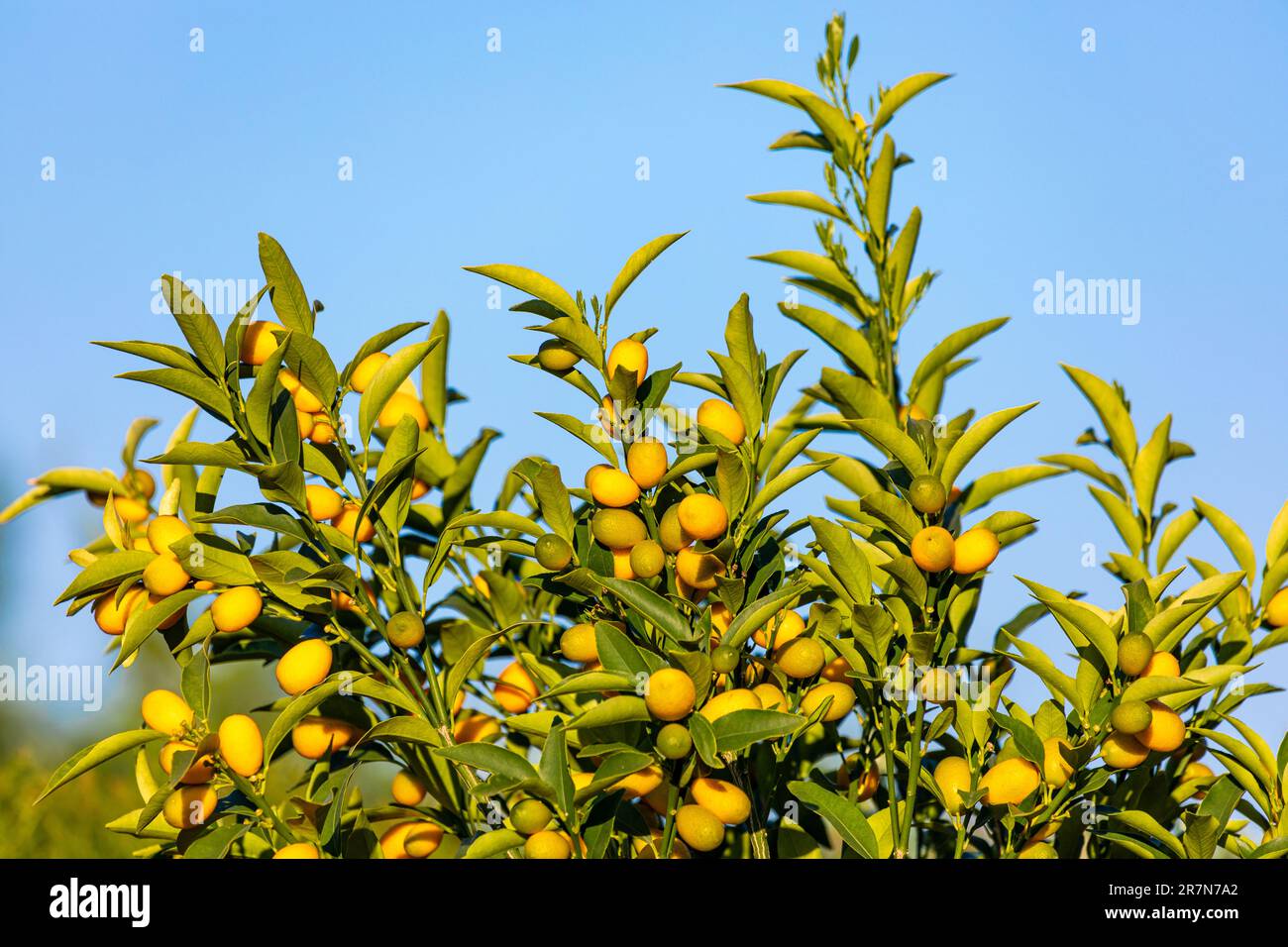Fortunella margarita Kumquats cumquats foliage and fruits on
