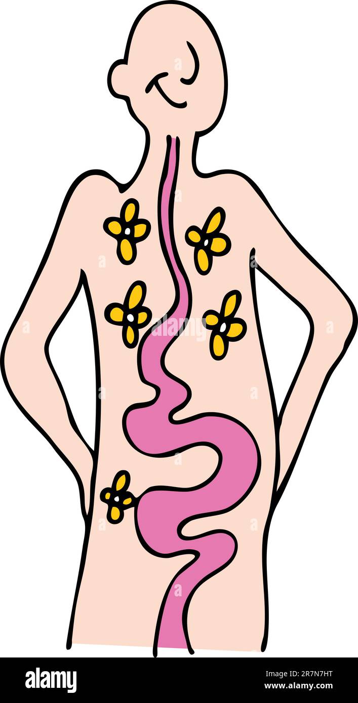 An image of a person with a healthy digestive system. Stock Vector
