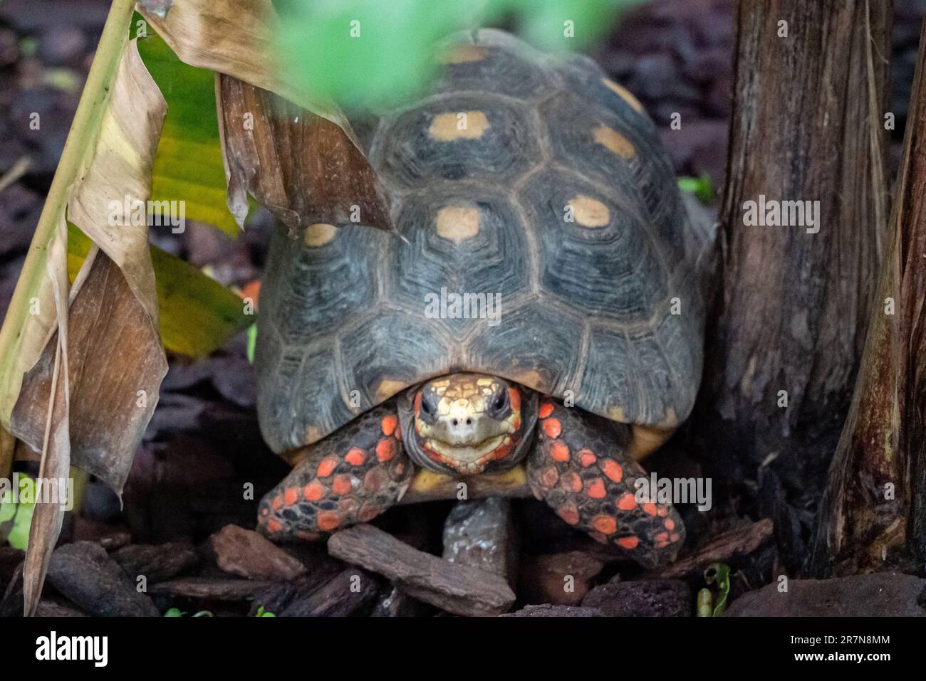 A close-up of a turtle peeking out from behind a cluster of green foliage, with patterned leaves in the background Stock Photo
