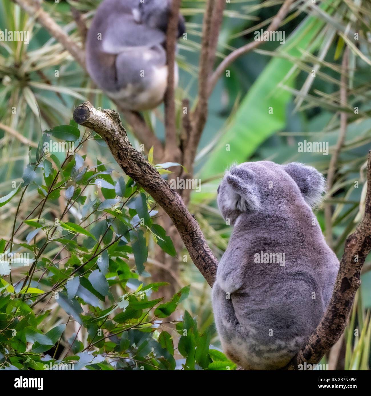 Two Australian koala bears perched atop of the eucalyptus trees in a ...