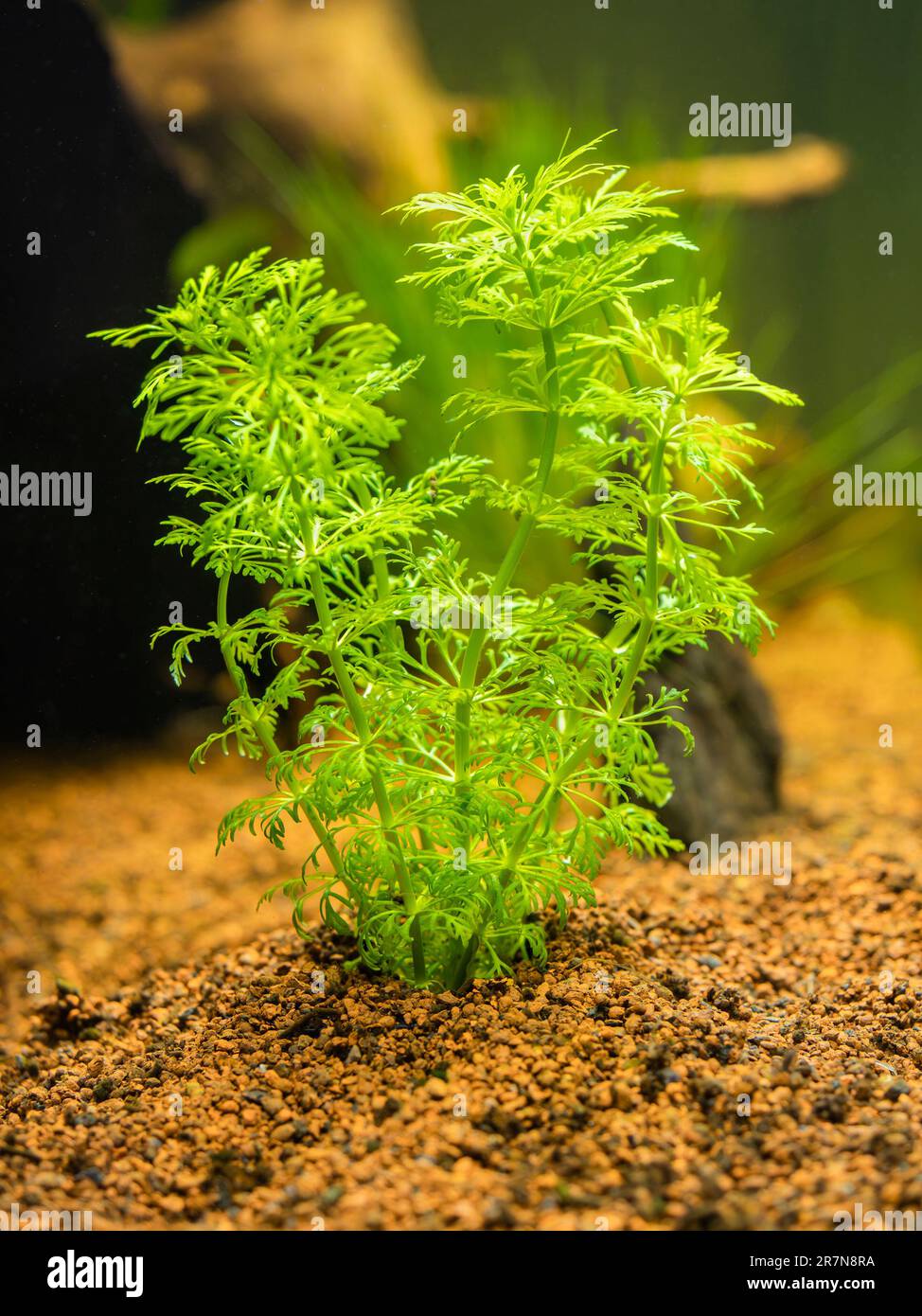 Selective focus of an ambulia (Limnophila sessiliflora) isolated on a fish tank with blurred background Stock Photo