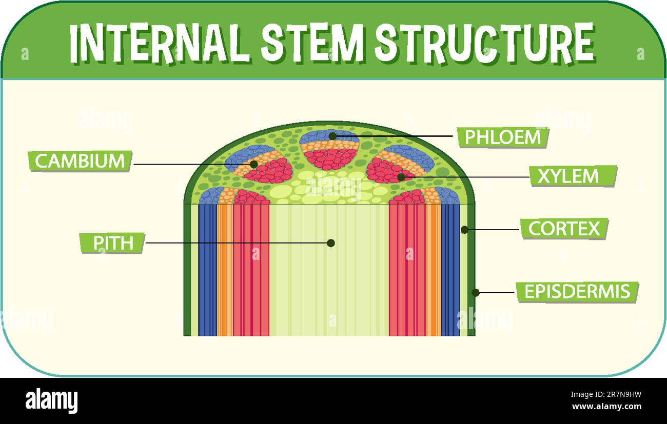 Internal structure of stem diagram illustration Stock Vector Image ...