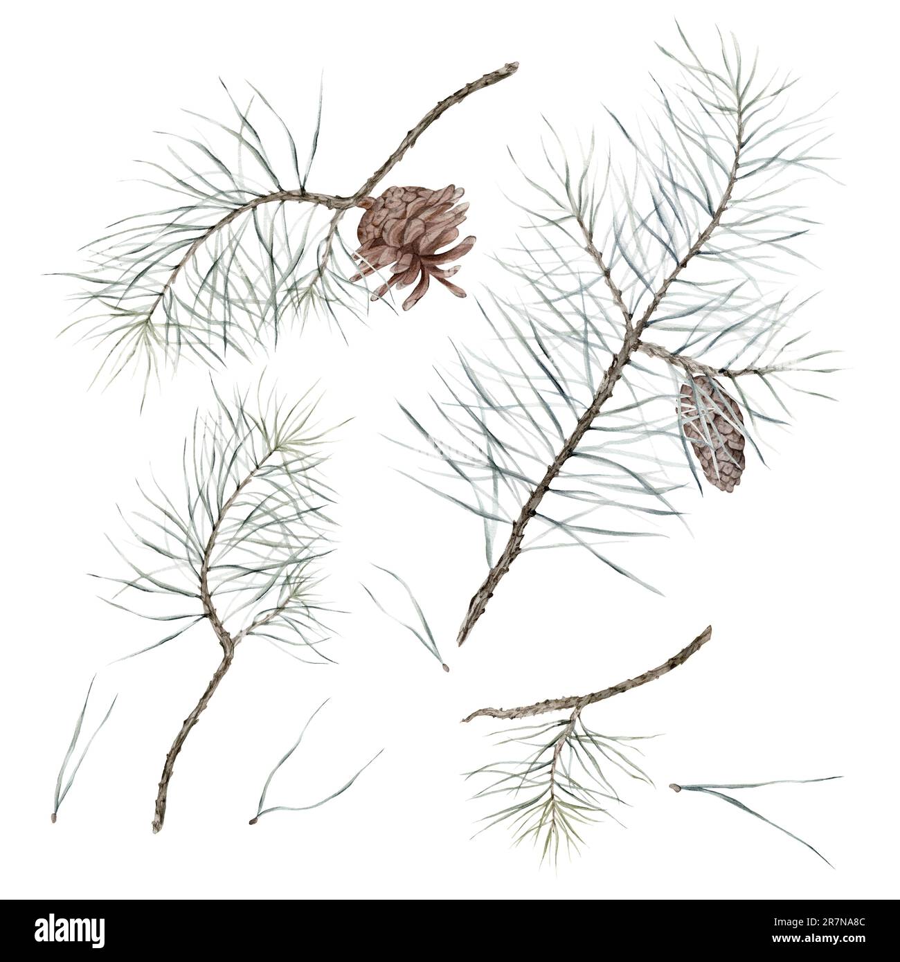 isolated watercolor pine branches and cones on white background, can be ...