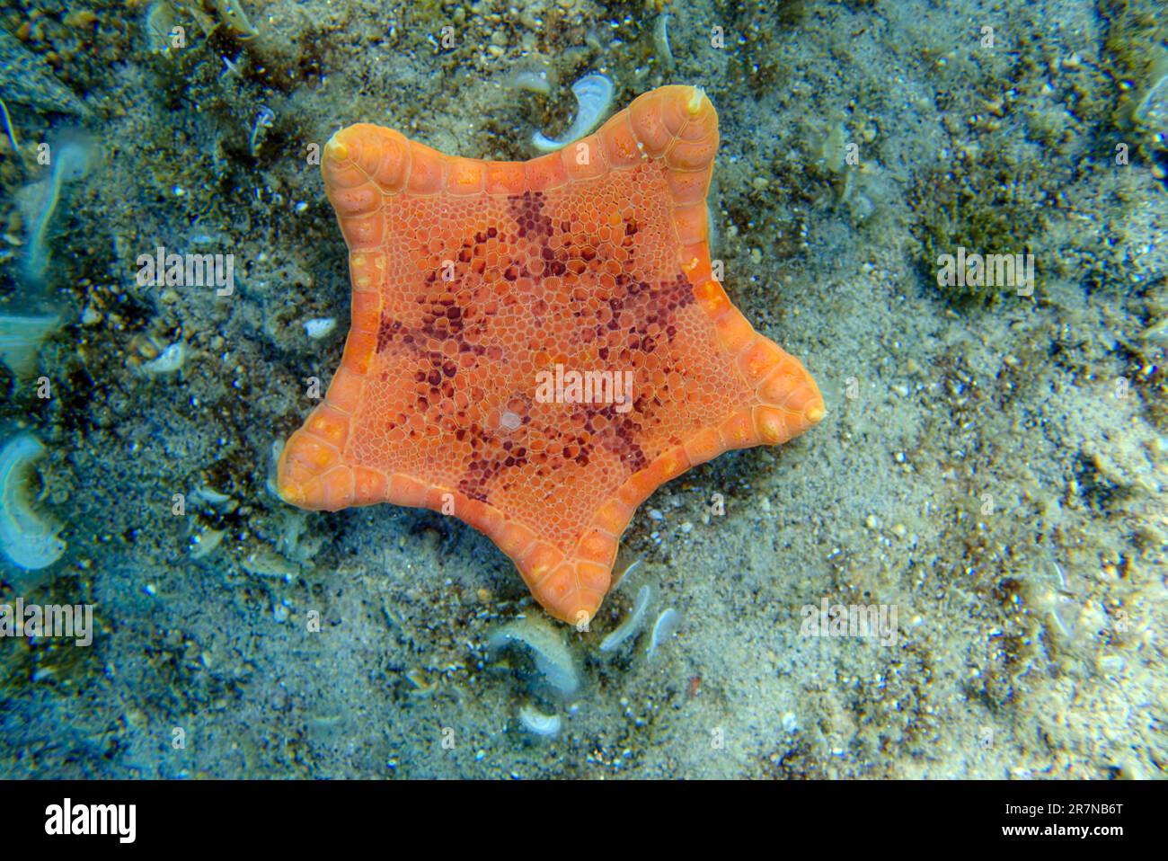 Placenta biscuit starfish, Underwater image into the Mediterranean Sea - (Sphaerodiscus placenta) Stock Photo