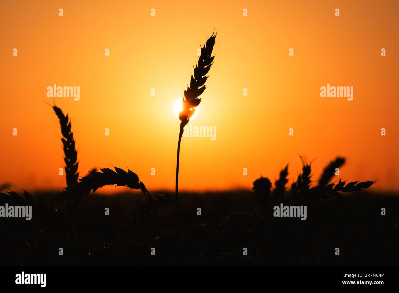 Ripe wheat spikelets silhouette on ukrainian field glowing by the orange sunset light. Industrial and nature background. Ukraine, Europe Stock Photo
