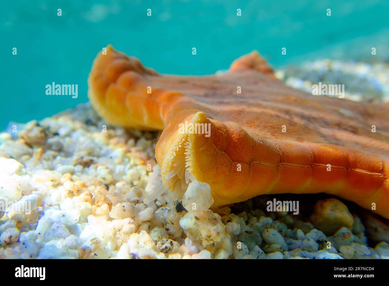 Placenta biscuit starfish, Underwater image into the Mediterranean Sea - (Sphaerodiscus placenta) Stock Photo