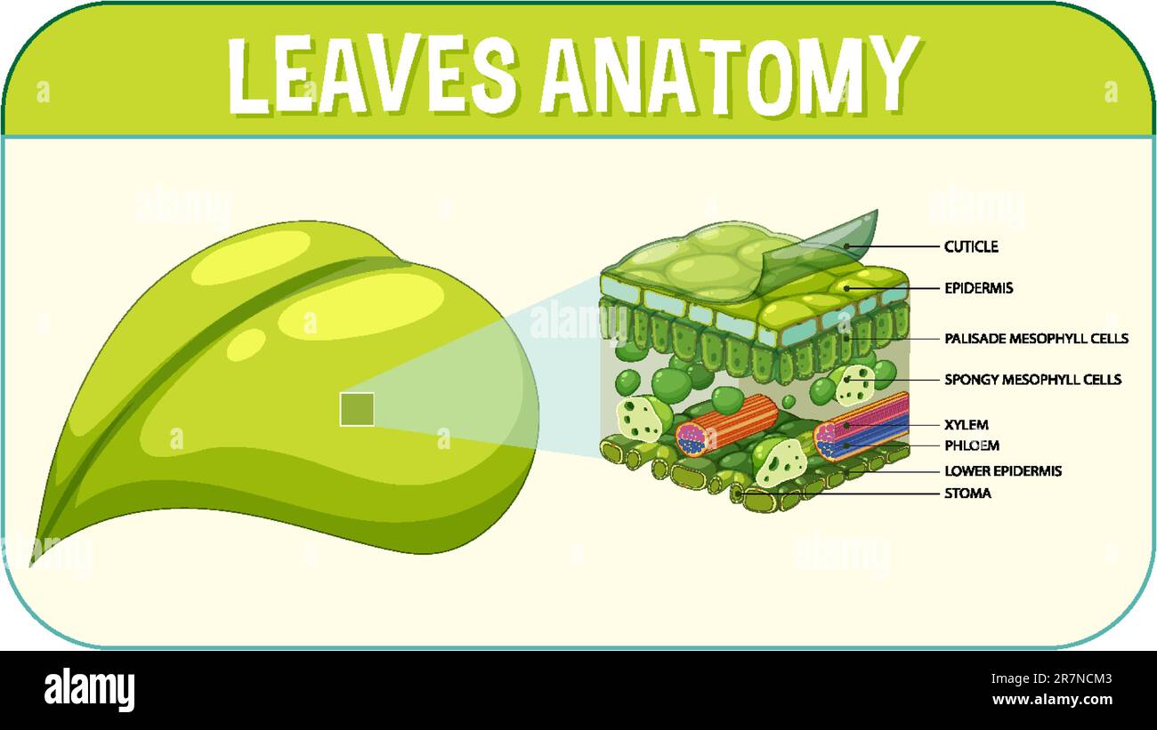 Internal structure of leaf diagram illustration Stock Vector Image ...