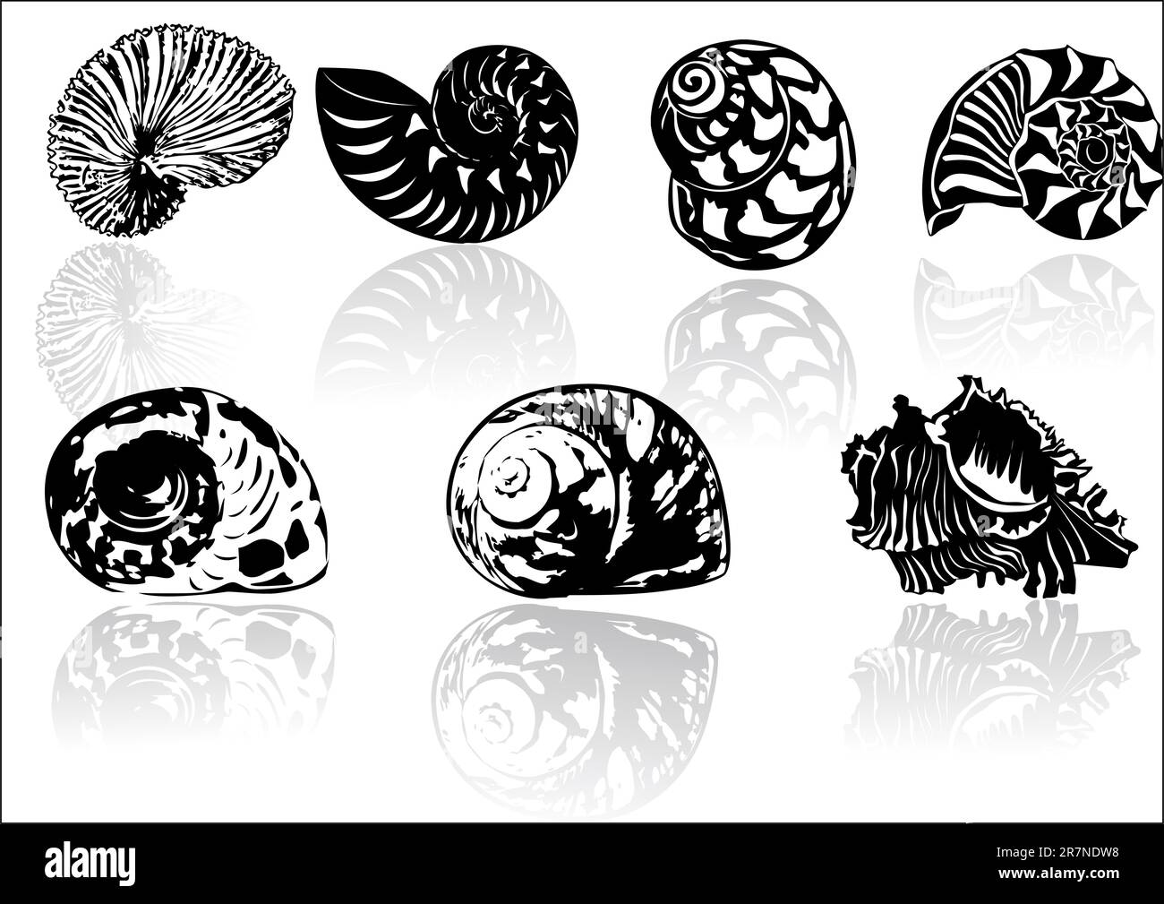 Vector illustration of different  sea  shells Stock Vector
