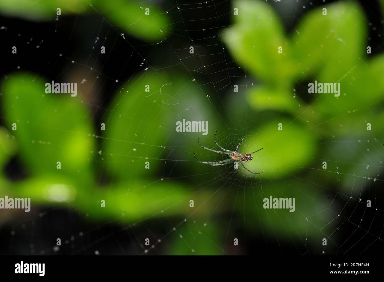 Common Garden Spider in web Stock Photo - Alamy