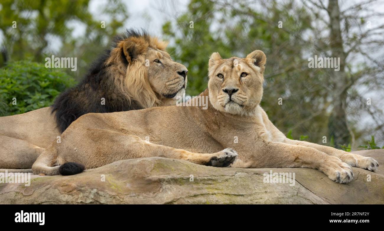 Lion And Lioness Lying On A Rock Stock Photo Alamy lion-and-lioness-lying-on-a-rock-stock-photo-alamy