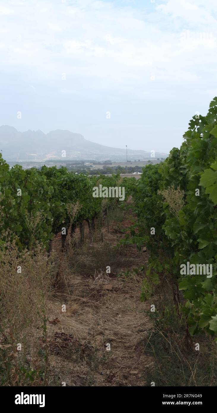 This stock photo captures a vibrant scene of lush vines growing in an