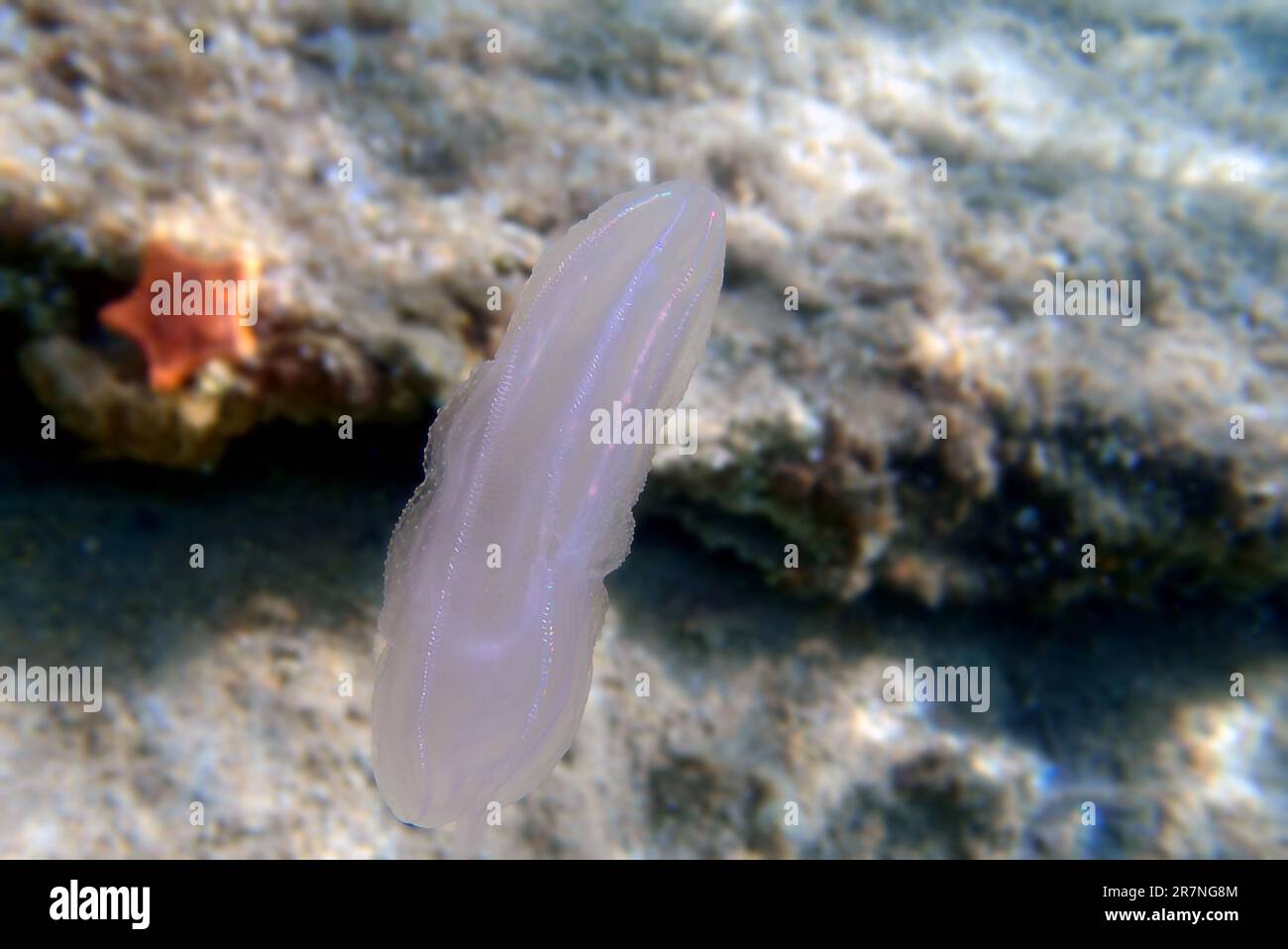 Mnemiopsis leidyi the warty comb jellyfish or sea walnut jellyfish