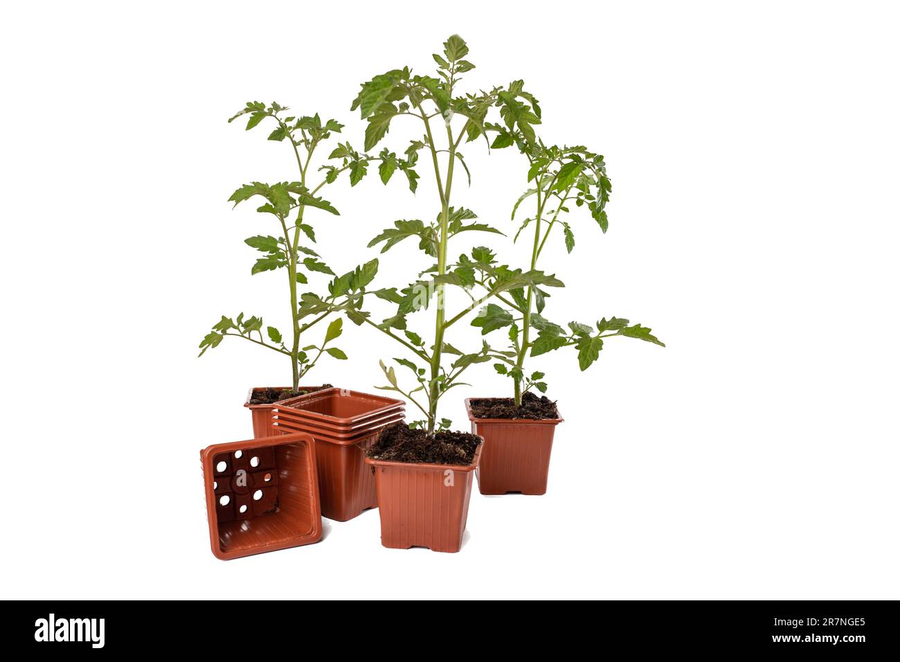young tomato seedlings in pots isolated on white Stock Photo Alamy