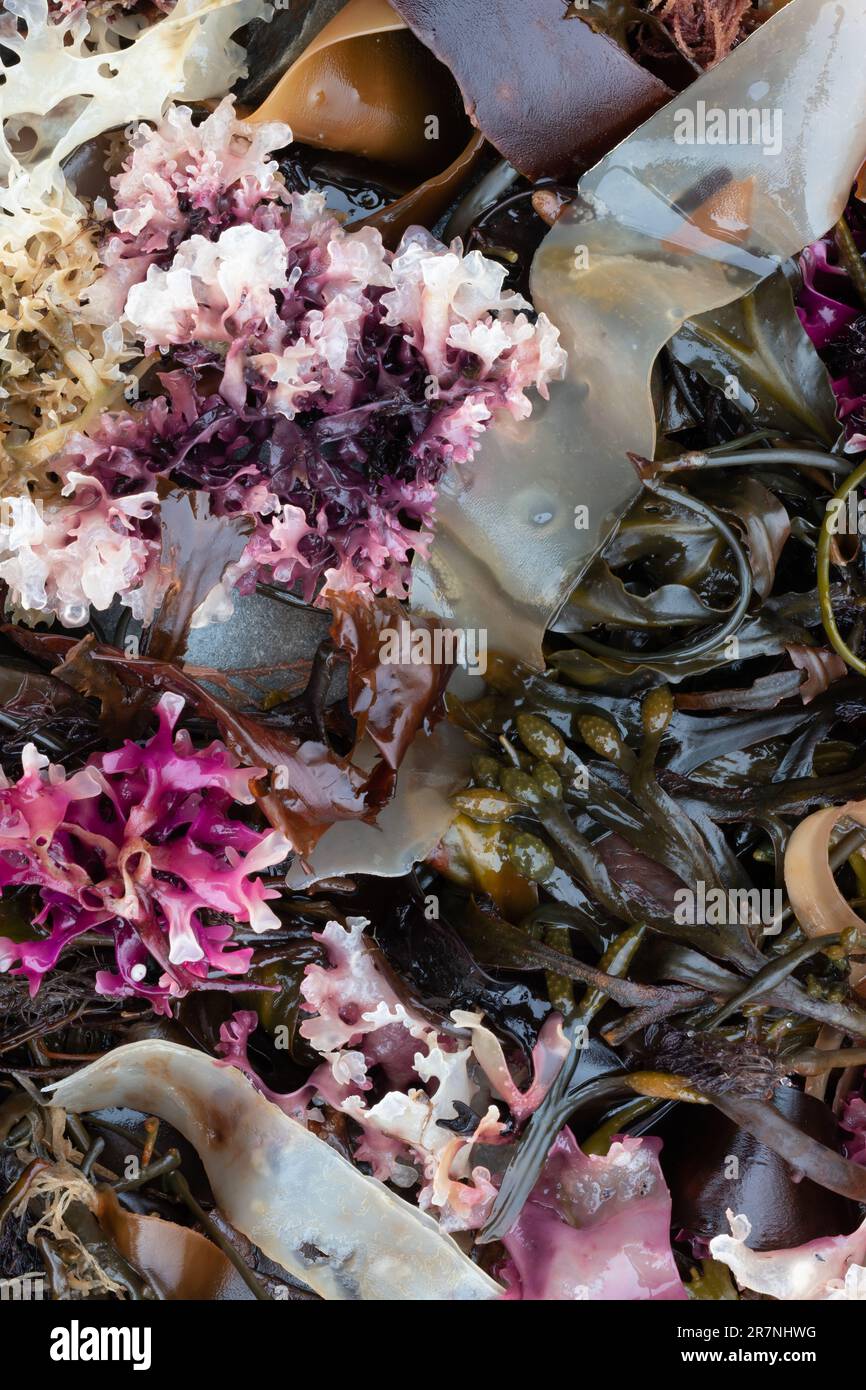 green seaweed, kelp, and pink algae a colorful mix on the beach Stock Photo