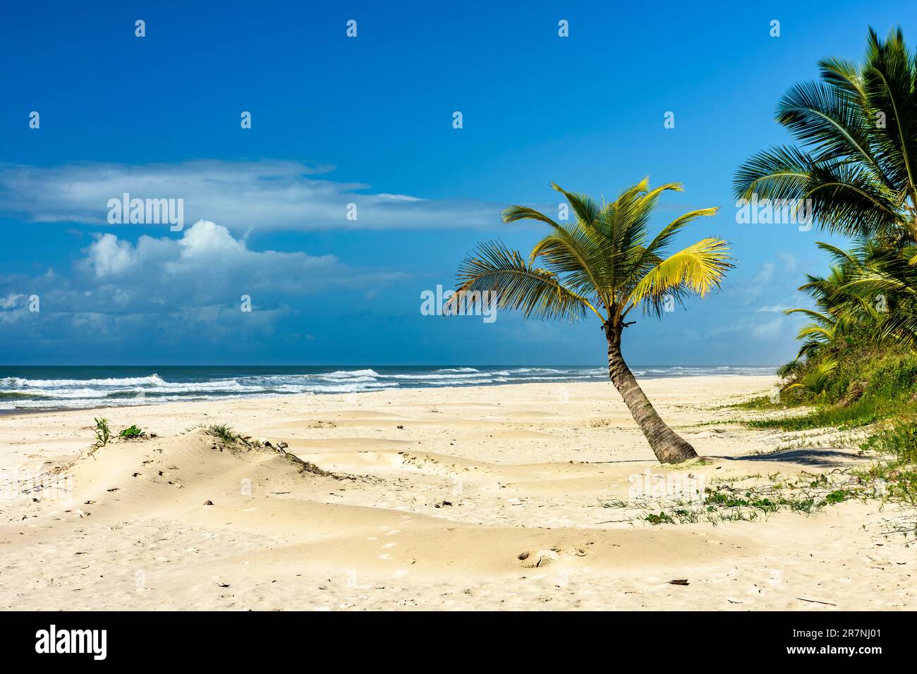 Sargi beach with its coconut trees on the sand on a sunny summer day in the city of Serra Grande on the coast of Bahia Stock Photo
