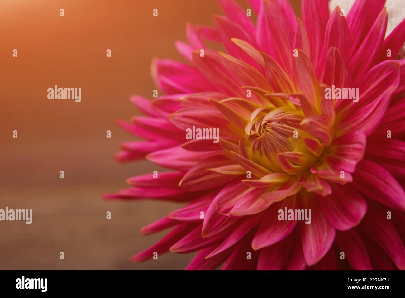 pink flower on a pink background. female health concept. A reference to ...