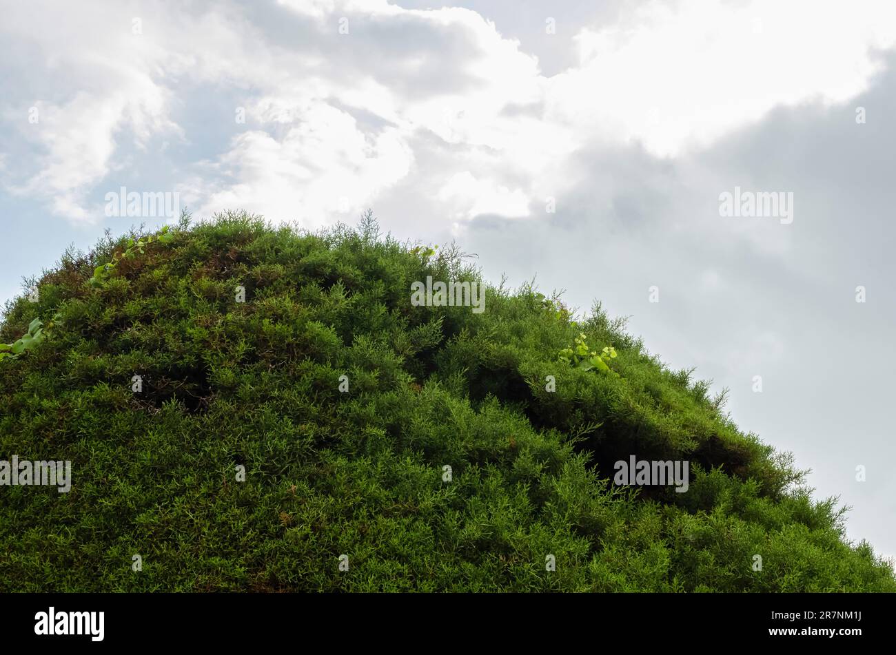 This is the top of a very large Cupressus Macrocarpa conifer tree against the cloudy sky. Stock Photo