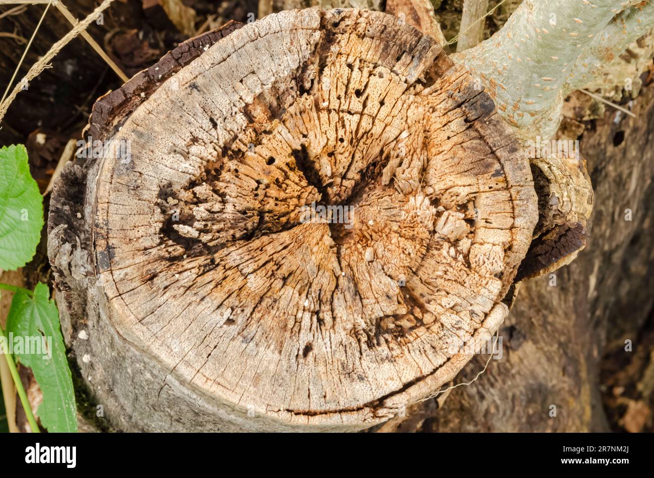 This is a cross section of a dead lebbeck tree branch. Stock Photo