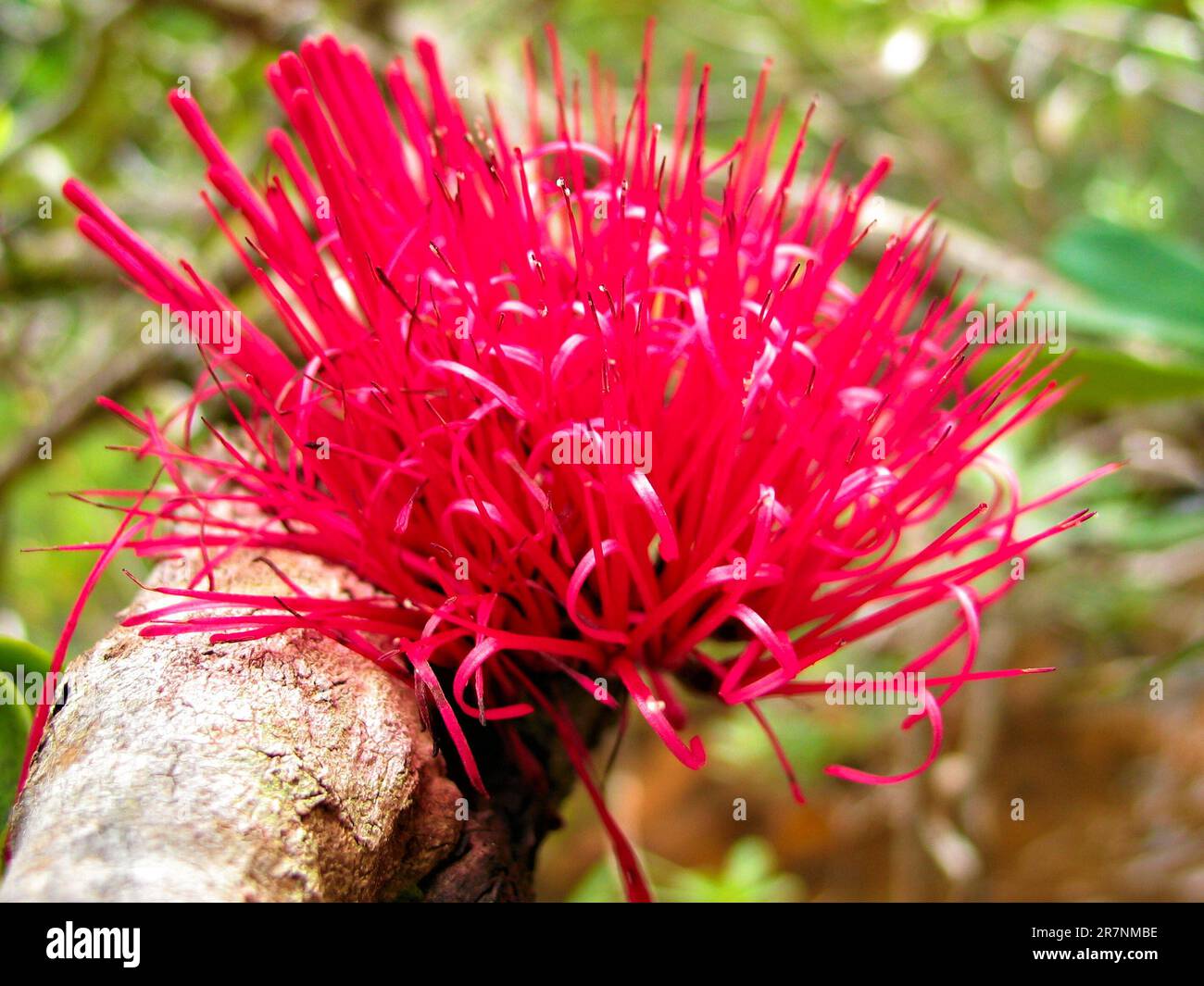 Red and pink flowers of a tropical parasite shrub / vine (Amyema scandens). Stock Photo