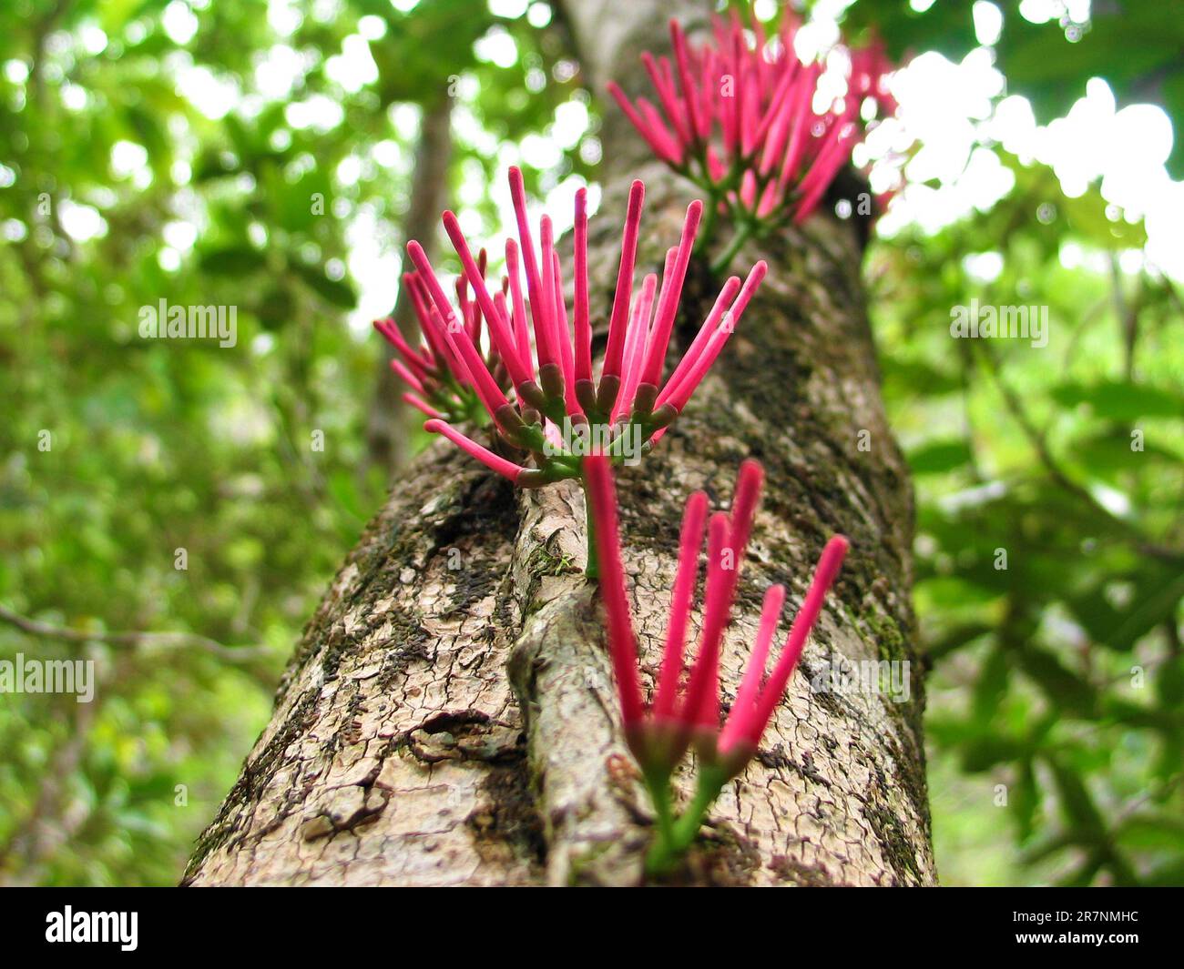 Red flowers of a tropical parasite vine (Amyema scandens). Stock Photo
