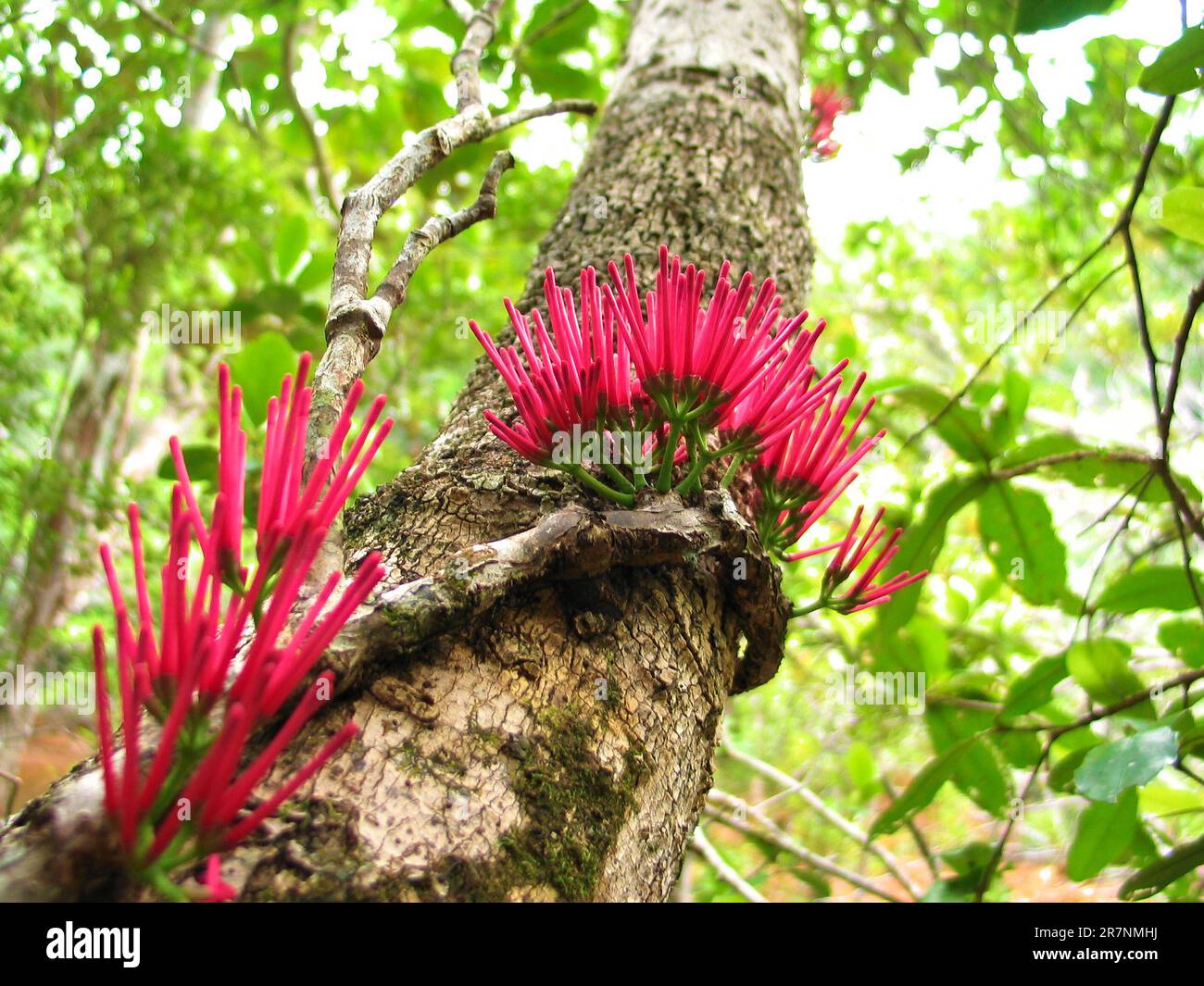 Red flowers of a tropical parasite shrub species (Amyema scandens). Stock Photo