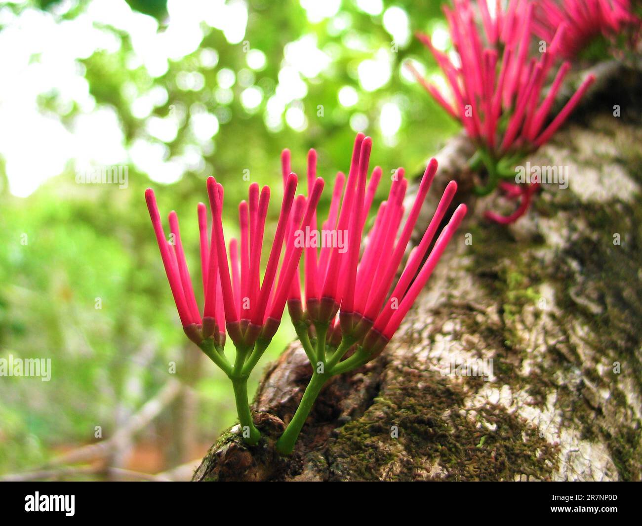 Flowers of an exotic parasite plant (Amyema scandens). Stock Photo